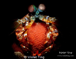 Mantis Shrimp with eggs by Violet Ting 